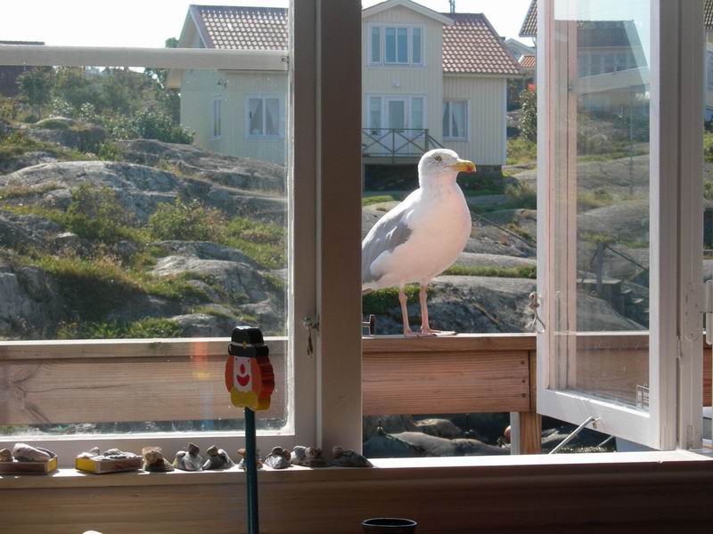 Larus argentatus - maschio o femmina?